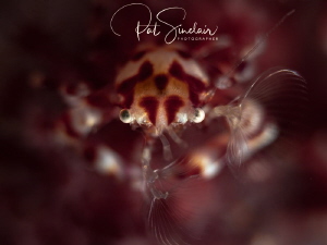 This little crab was busy in the soft coral feeding, so I... by Patricia Sinclair 